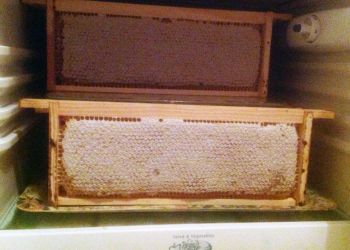 capped honey