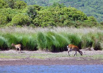 deer by lake