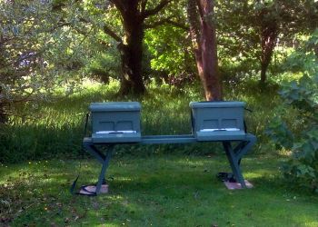 new hives