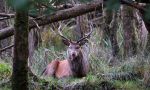 stag